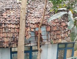 Pohon Muncang Ambruk Menimpa Dua paud