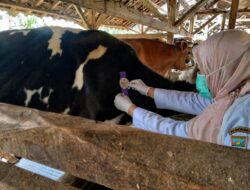 Dispernakan KBB Melakukan Pemeriksaan ANTE MORTEM Hewan Qurban Dan Menyiapkan Hotline Pelaporan AMANAH Quick Respon
