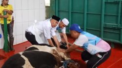 Seberat 1.1 Ton Hewan Qurban Milik Bupati Bandung Barat Di Sembelih Di RPH Dinas Perikanan Dan Peternakan KBB 