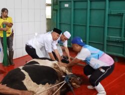 Seberat 1.1 Ton Hewan Qurban Milik Bupati Bandung Barat Di Sembelih Di RPH Dinas Perikanan Dan Peternakan KBB 