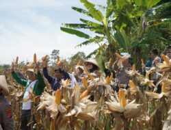 Ketahanan Pangan di Bandung Barat, Polres Cimahi Catat Panen 377 Ton Jagung Hibrida