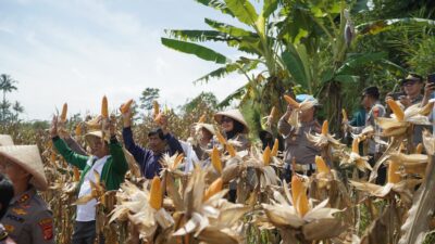 Ketahanan Pangan di Bandung Barat, Polres Cimahi Catat Panen 377 Ton Jagung Hibrida