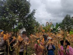 Polres Cimahi Dukung Ketahanan Pangan Nasional, Targetkan Serapan 420 Ton Jagung untuk Bulog
